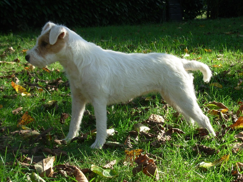 Les Parson Russell Terrier de l'affixe De la basse Dordogne