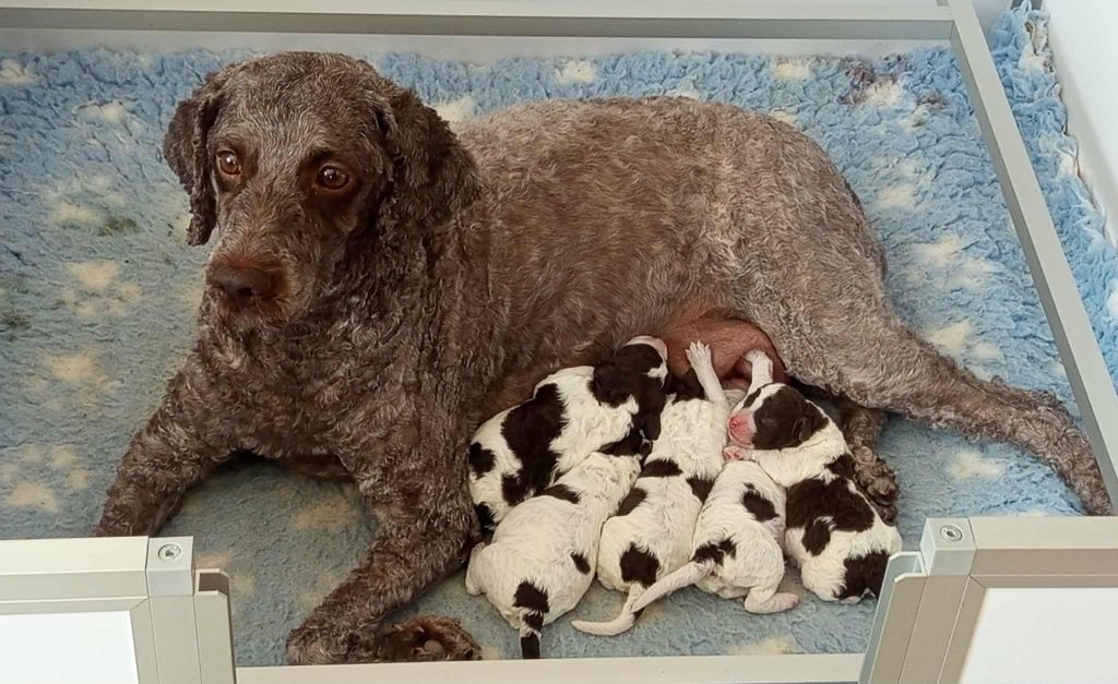 Sushi De la basse Dordogne