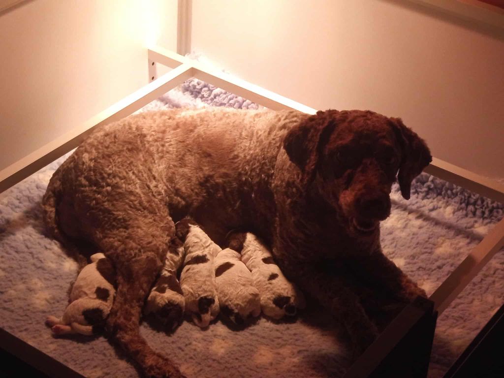 Des petits Lagotto sont nés chez nous!
