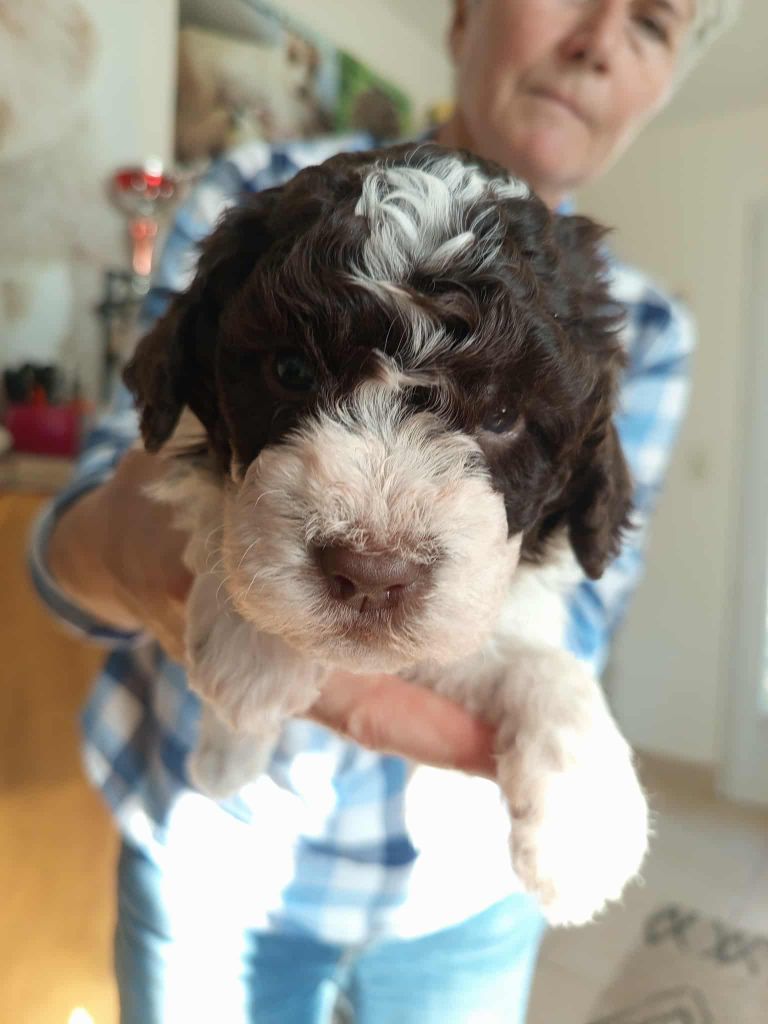 De la basse Dordogne - Chiots disponibles - Lagotto Romagnolo