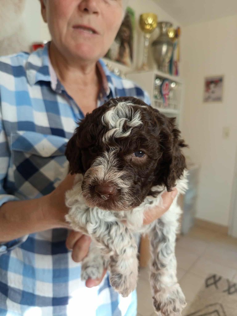 De la basse Dordogne - Chiots disponibles - Lagotto Romagnolo