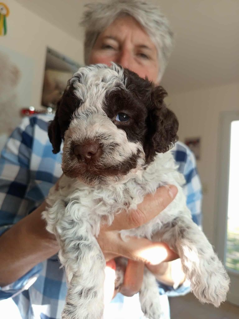 De la basse Dordogne - Chiots disponibles - Lagotto Romagnolo