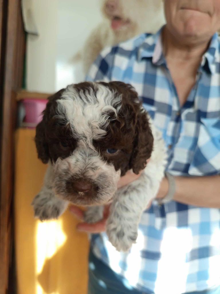 De la basse Dordogne - Chiots disponibles - Lagotto Romagnolo