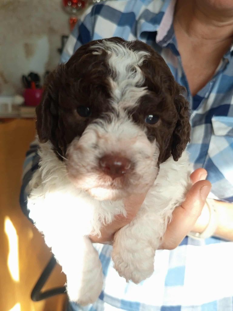 De la basse Dordogne - Chiots disponibles - Lagotto Romagnolo